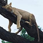 Аватара пользователя