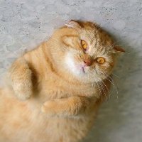 Аватара пользователя