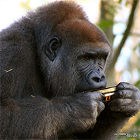 Аватара пользователя